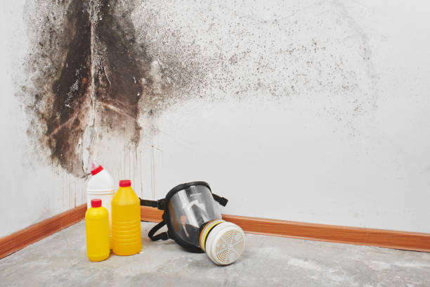 Best Crawl Space Mold Remediation in Bovina, TX