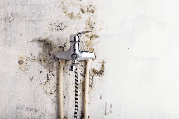 Best Post-Flood Mold Remediation in Bovina, TX