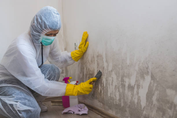 Best Attic Mold Remediation in Bovina, TX