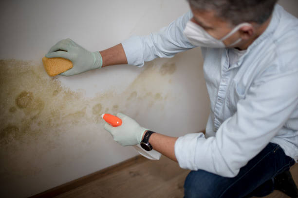 Best Commercial Mold Remediation in Bovina, TX