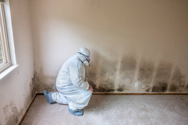 Best Mold Testing and Inspection Services in Bovina, TX