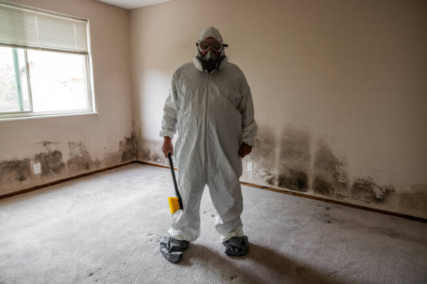 Best Black Mold Remediation in Bovina, TX
